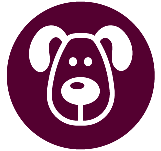 Is Your Dog Older? | Special Services